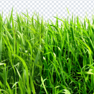 grass_png1