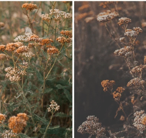 Focus Photoshop Action